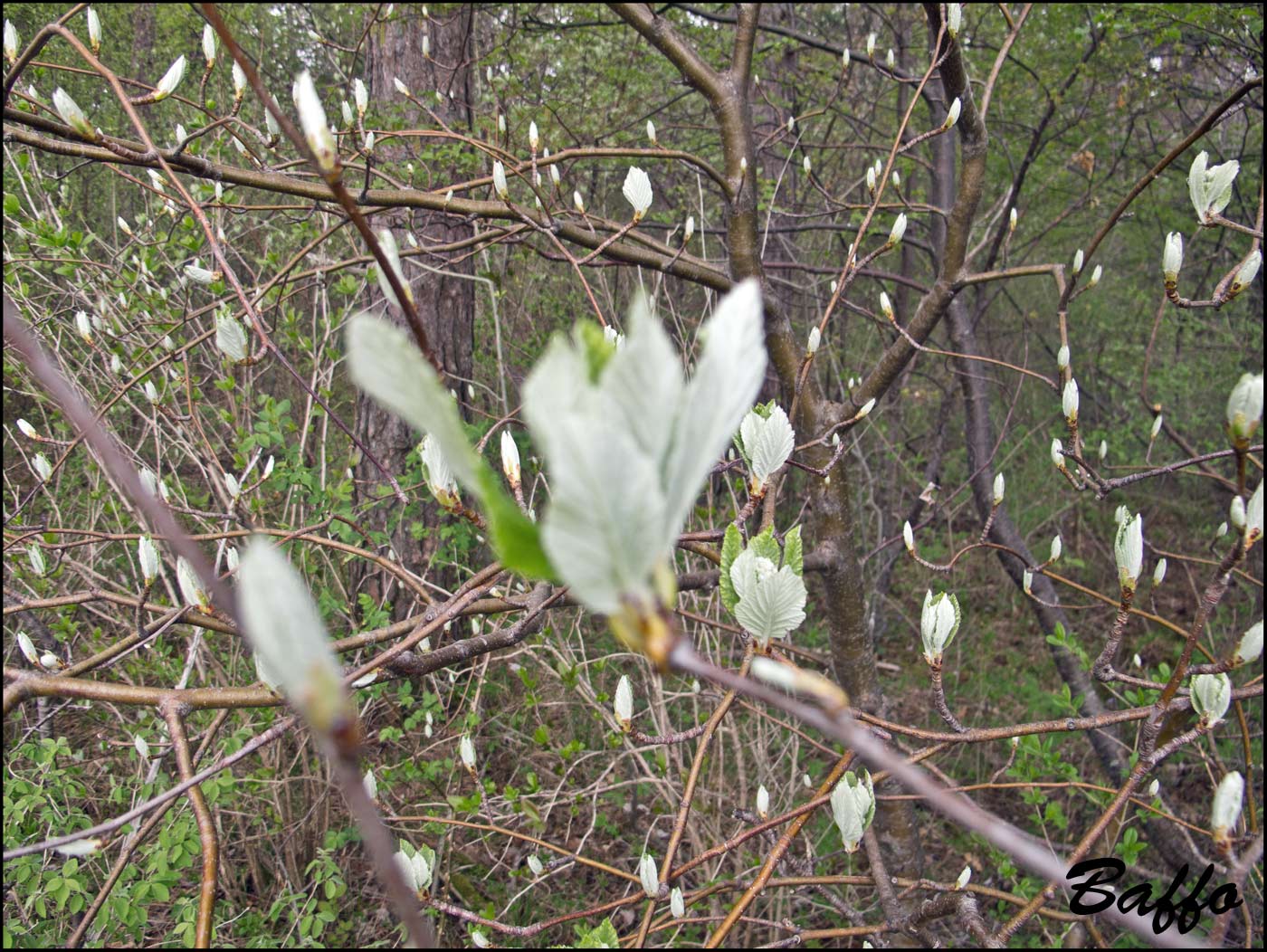 Le ultime arrivate tra le piante gi� fiorite